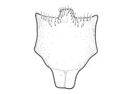   Anthidium cochimi  male, diagram showing ventral view of eighth sternum (S8), diagram by Victor Gonzalez (Gonzalez and Griswold 2013) 
